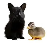 Pets
